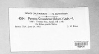 Puccinia grossulariae image